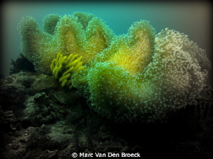 coral by Marc Van Den Broeck 